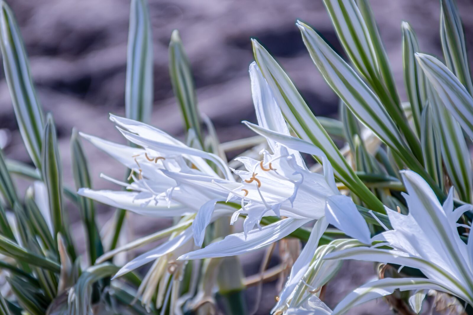 Nikon D5600 sample photo. Earth hour, flowers, seasons photography