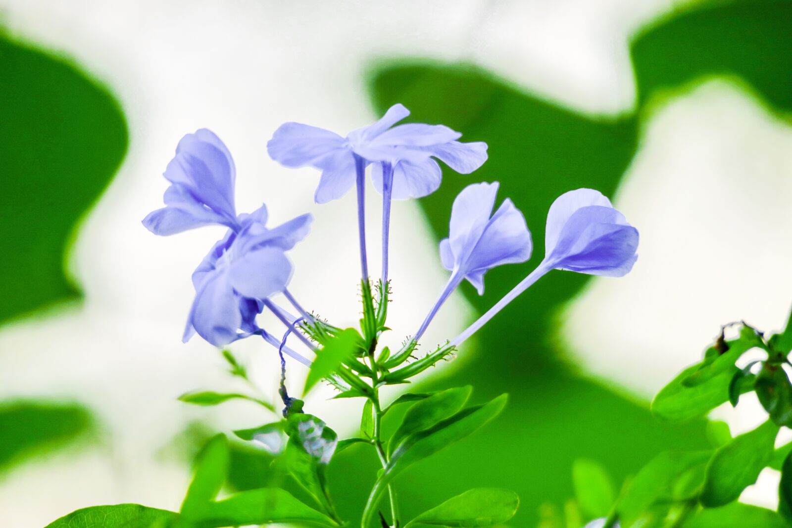 Canon PowerShot G3 X sample photo. Blue flower dan, flower photography
