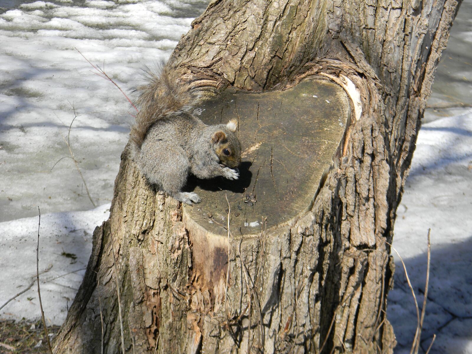 Nikon COOLPIX L105 sample photo. Squirrel, spring, wild animals photography