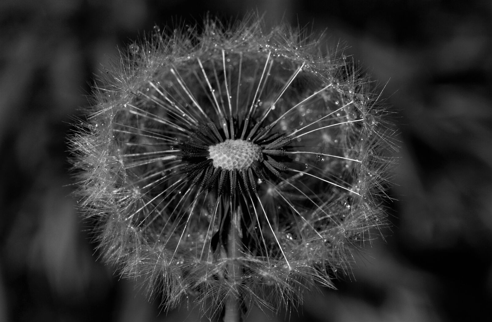 Olympus E-520 (EVOLT E-520) sample photo. Nature, dandelion, flora photography