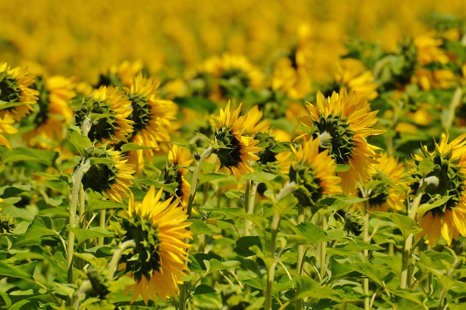 Nikon D3200 sample photo. Sunflower, field, from the photography