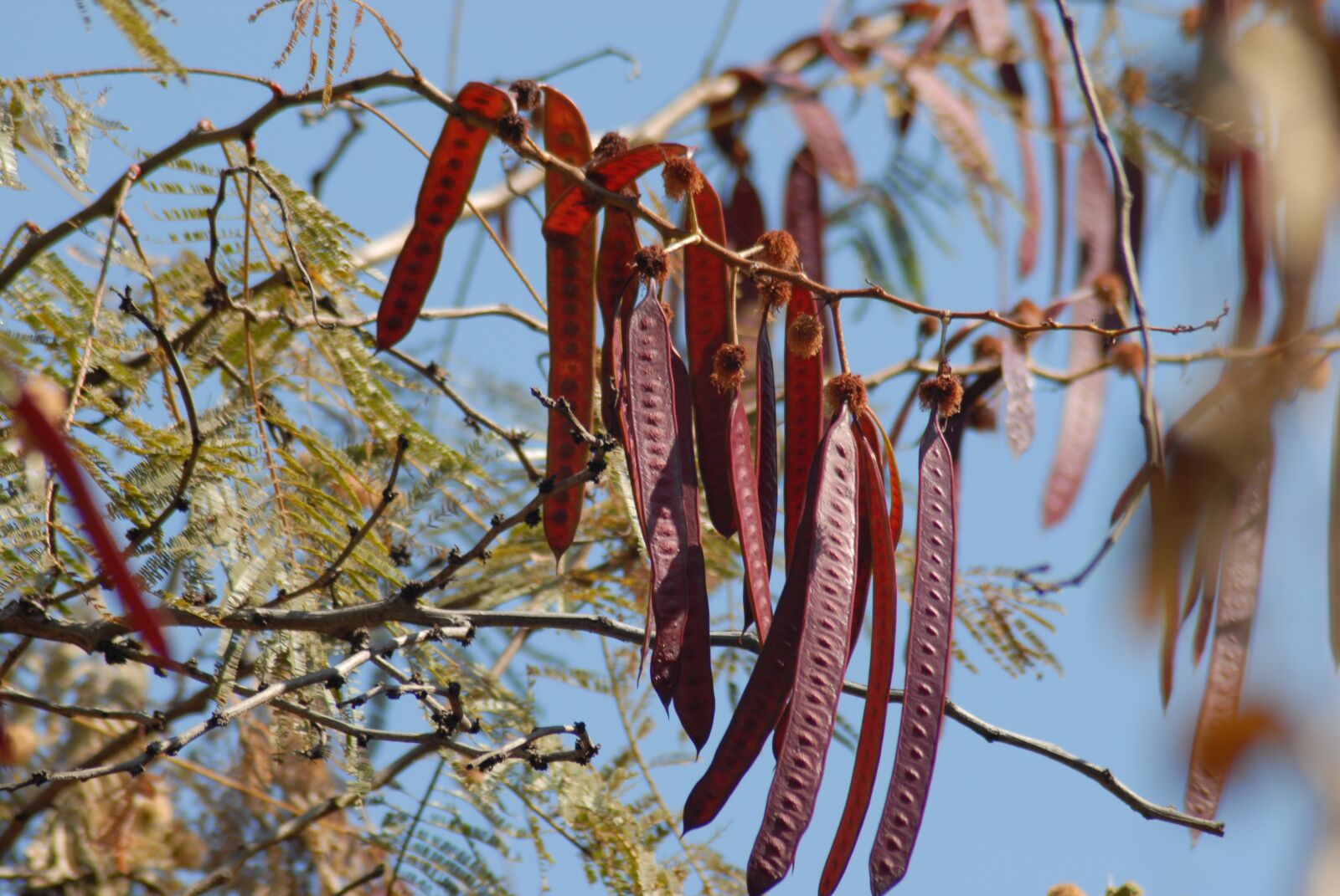 Nikon D200 sample photo. Guajes, fruit, tree photography