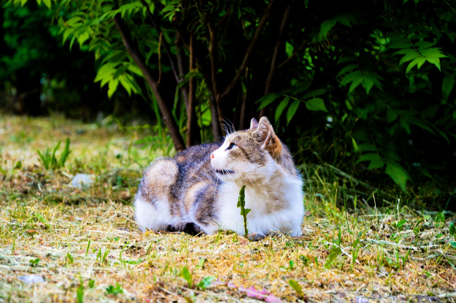Nikon D3200 sample photo