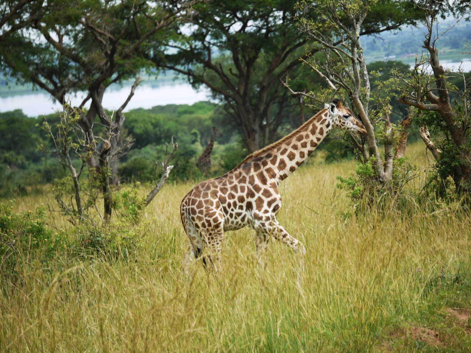 Panasonic Lumix DMC-G1 sample photo. Giraffes, uganda, savannah photography