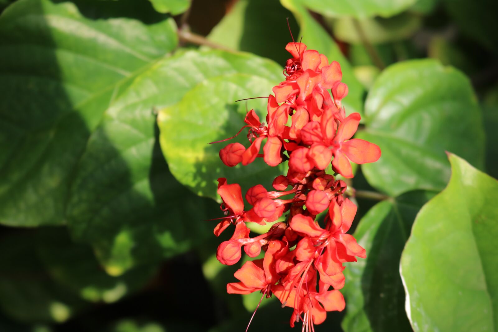 Canon EOS 750D (EOS Rebel T6i / EOS Kiss X8i) sample photo. Red, orange, flowers photography