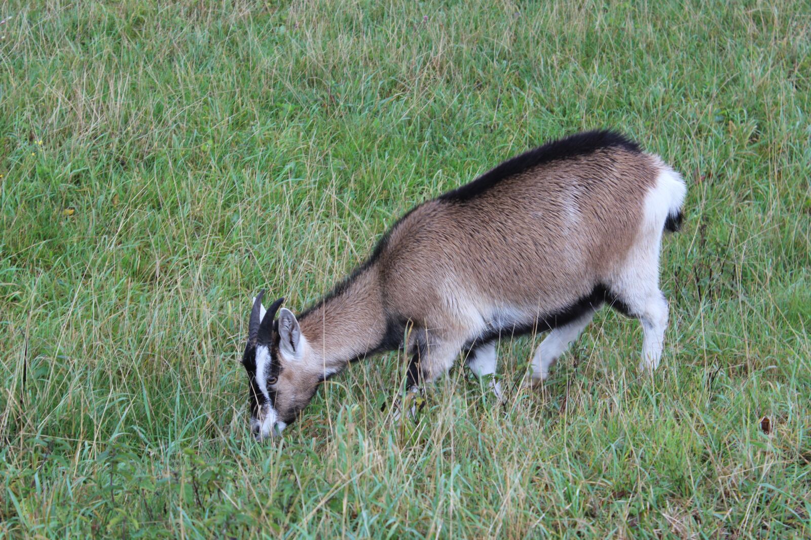 Canon EOS 600D (Rebel EOS T3i / EOS Kiss X5) sample photo. Goat, meadow, livestock photography