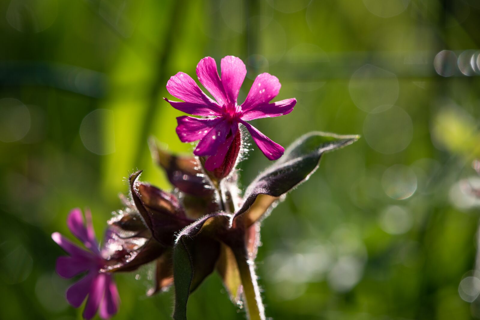 Nikon D750 sample photo. Heath orchid, blossom, bloom photography