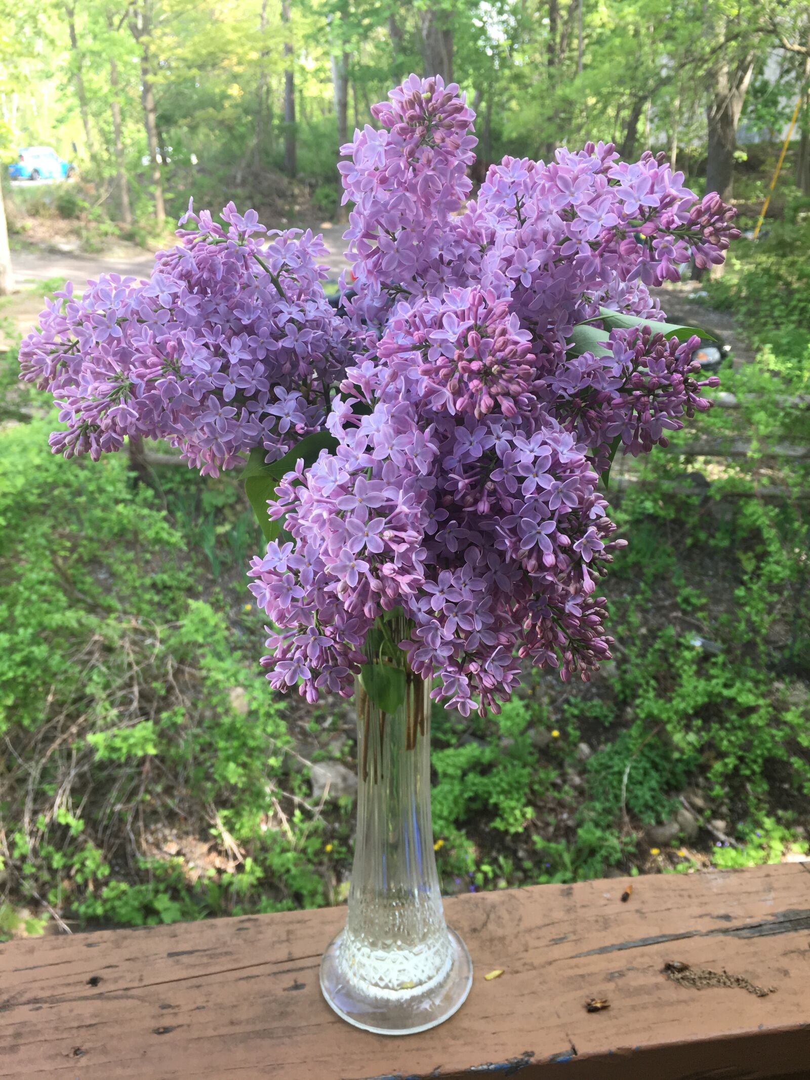 iPhone 6s Plus back camera 4.15mm f/2.2 sample photo. Lilacs, vase, bouquet photography