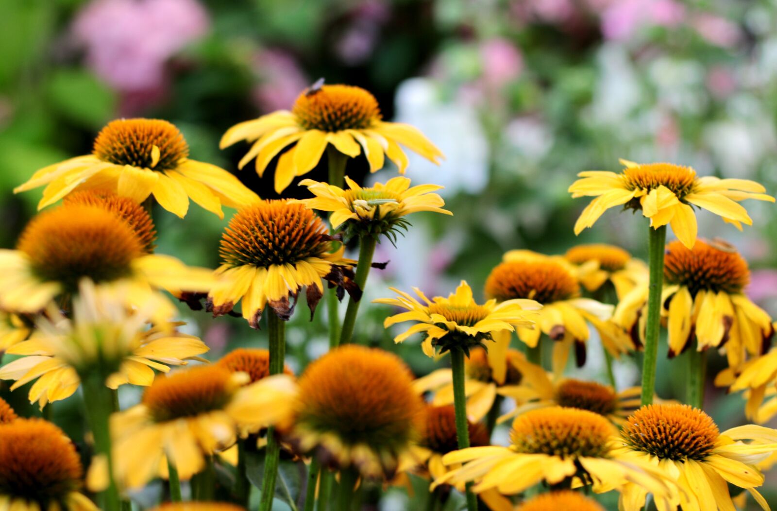 Canon EOS 7D Mark II + Canon EF 50mm F1.8 STM sample photo. Echinacea, yellow, summer photography