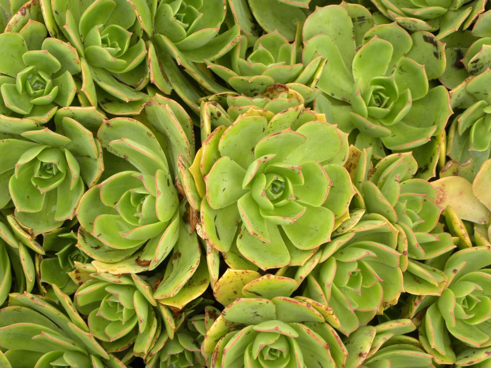 Nikon Coolpix P90 sample photo. Green, vegetation, plant photography