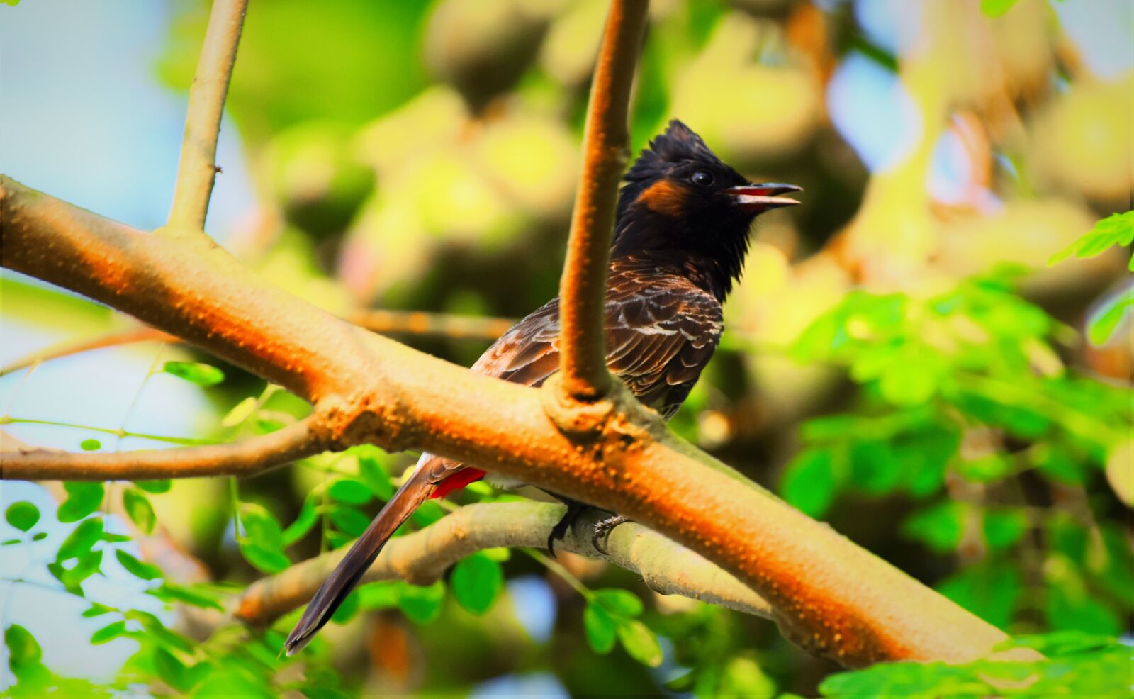 Nikon D5600 sample photo. Nature, wildlife, outdoors photography