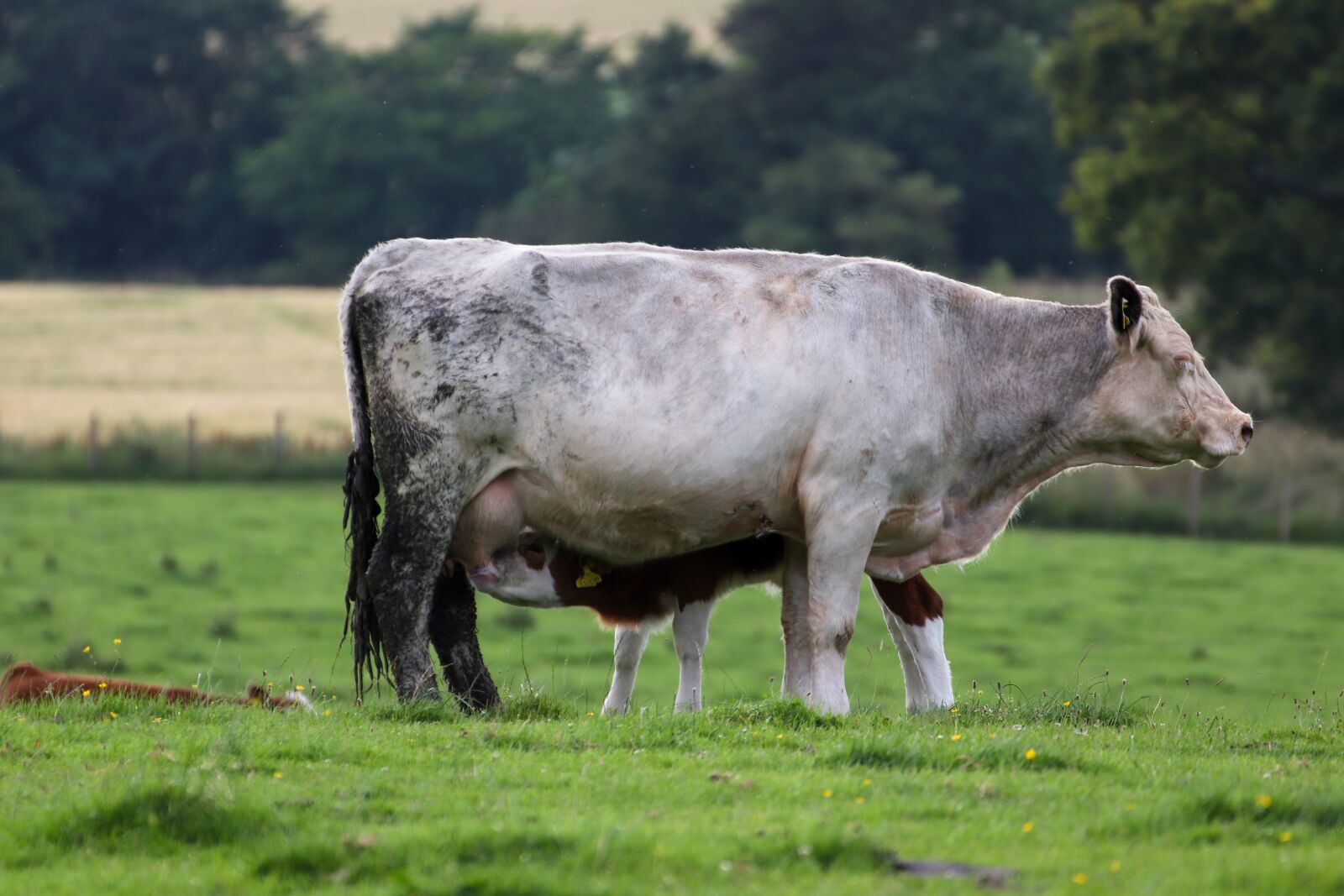 Canon EOS 800D (EOS Rebel T7i / EOS Kiss X9i) sample photo. Cow, calf, suckle photography