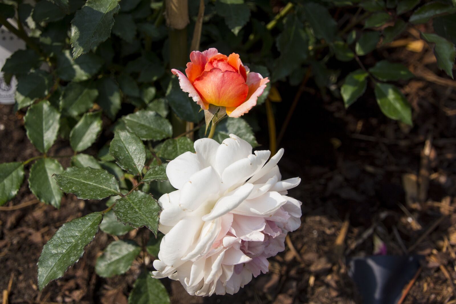 Canon EOS 60D sample photo. Rose, garden, flower photography