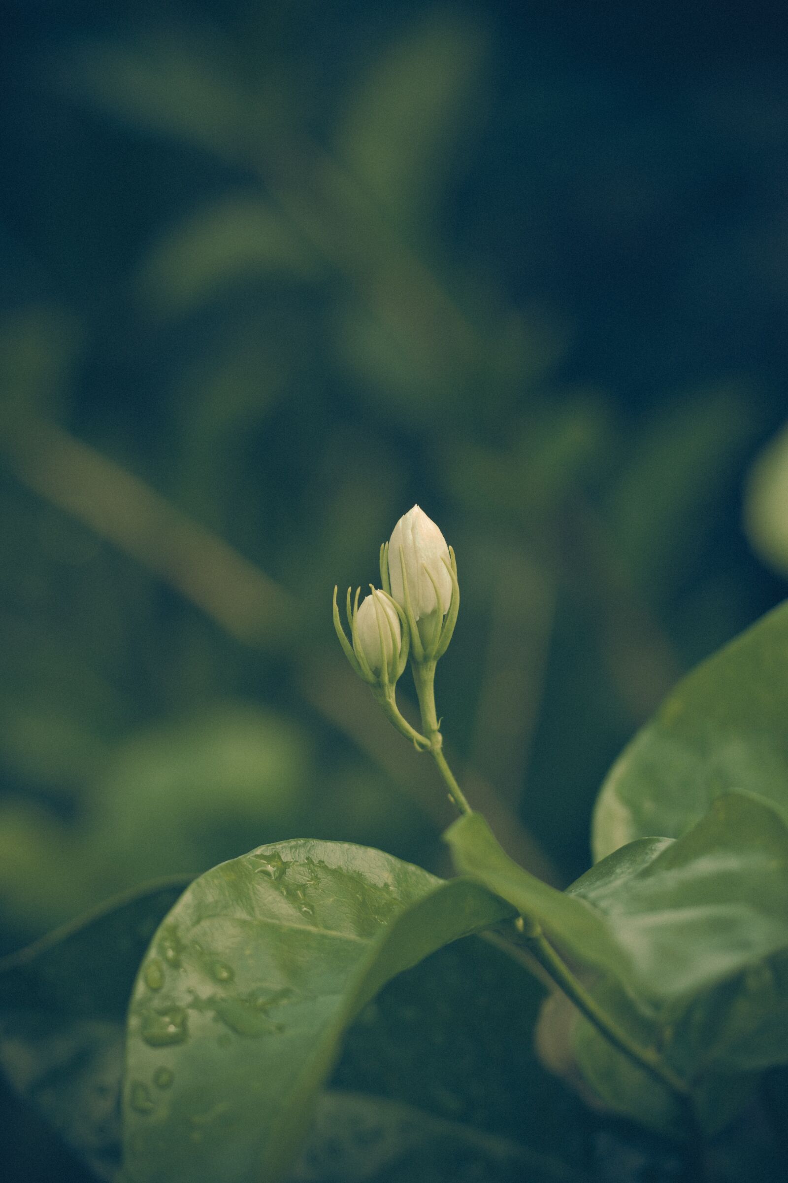 Canon EOS 700D (EOS Rebel T5i / EOS Kiss X7i) + Canon EF 50mm F1.8 STM sample photo. Jasmine, flowers, nature photography