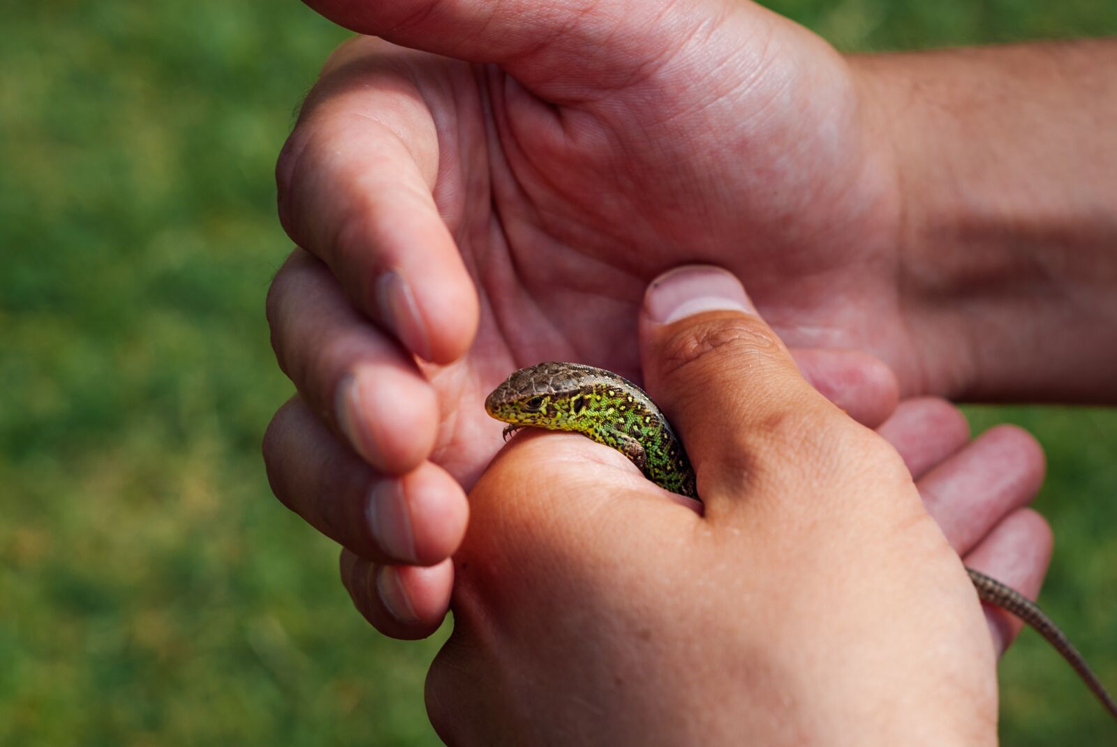 Nikon D200 sample photo. The lizard, sand lizard photography