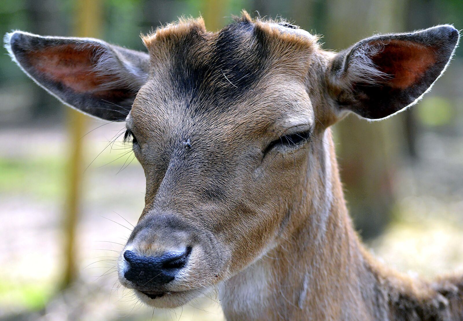 Nikon D3200 sample photo. Fallow deer, nose, fenced photography