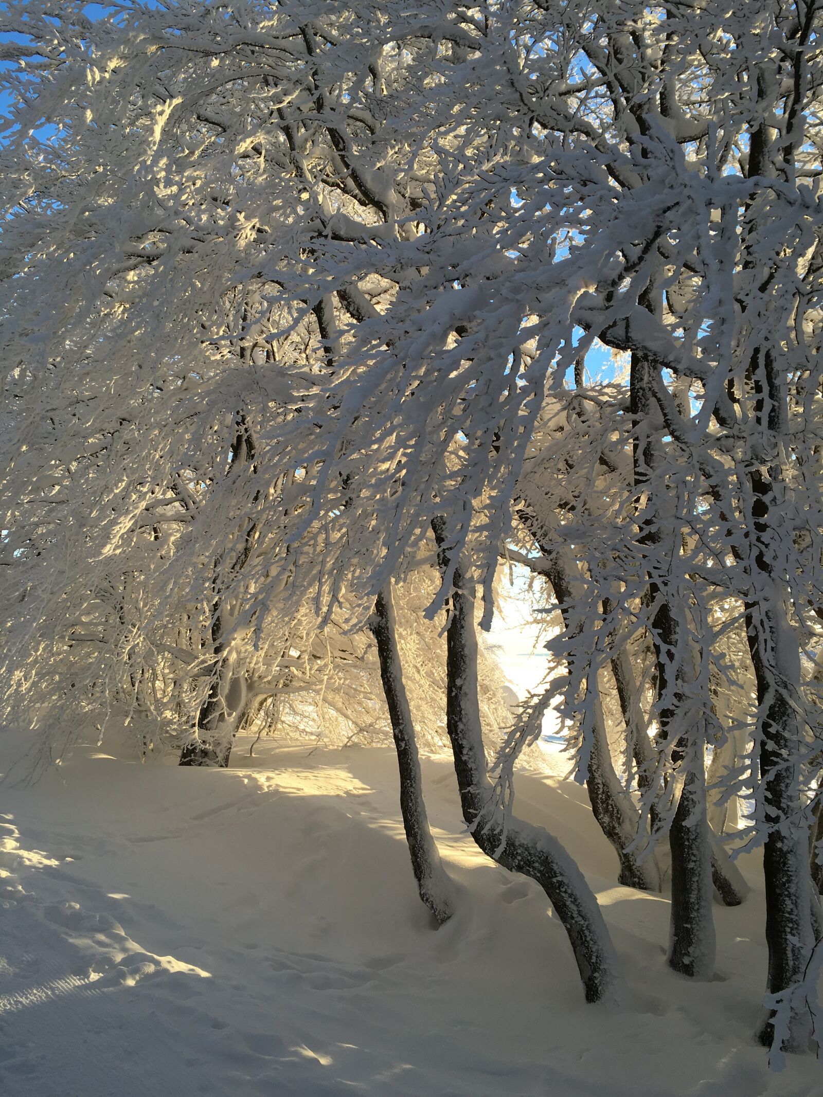 Apple iPhone 6s sample photo. Winter, snow, forest photography