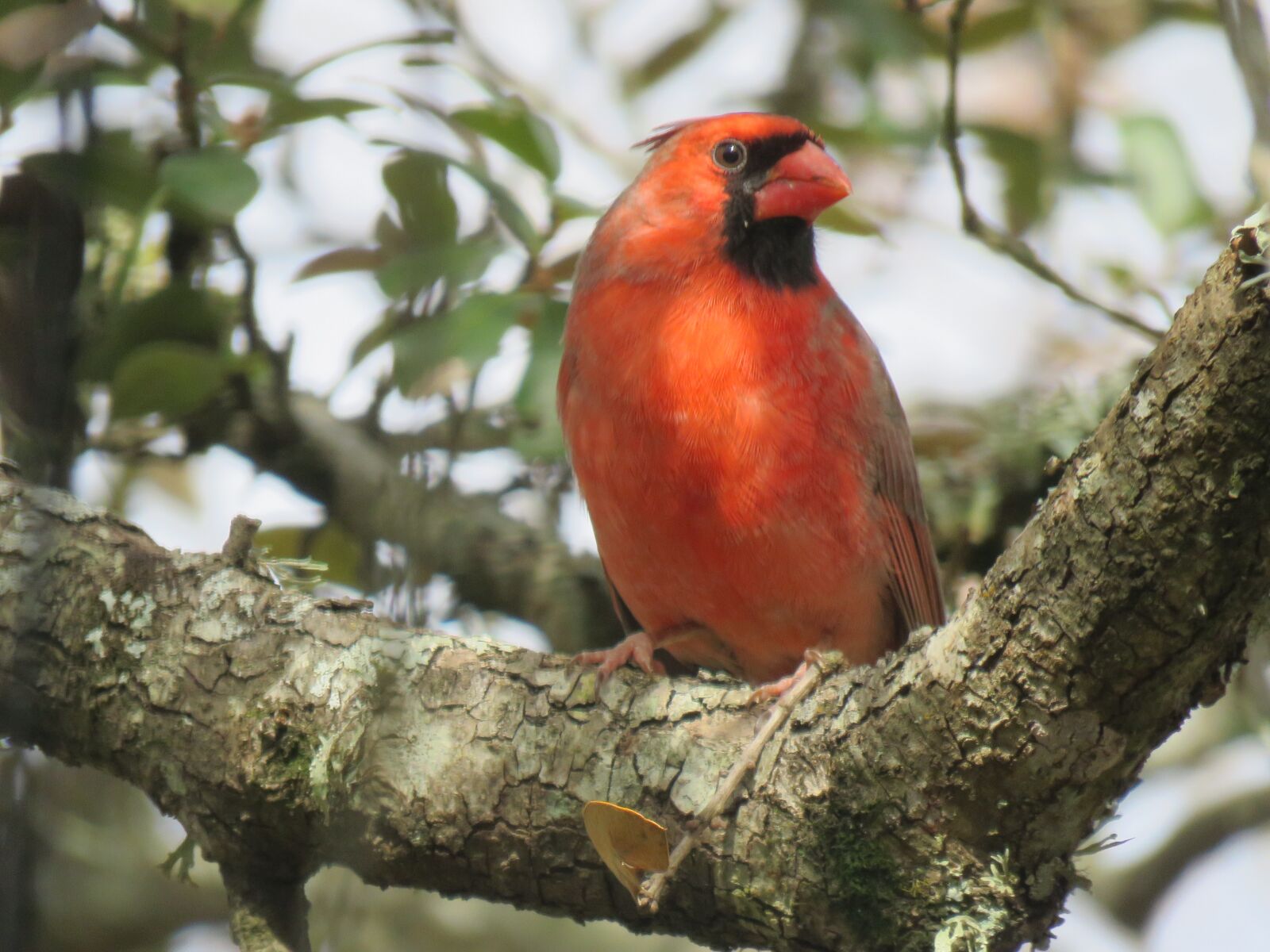Canon PowerShot SX60 HS sample photo. Cardinal, bird, red photography