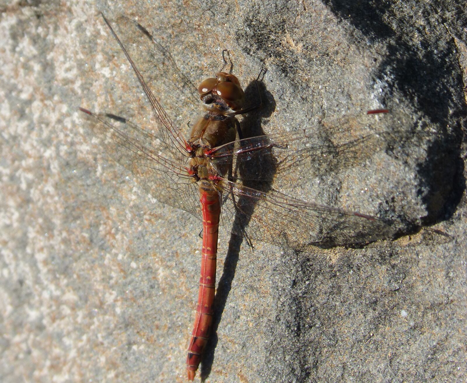 Panasonic DMC-FZ62 sample photo. Dragonfly, red dragonfly, annulata photography