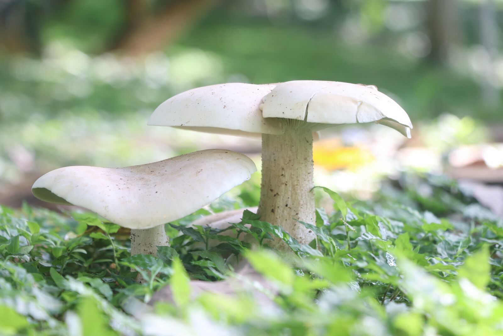 Canon EF-S 18-135mm F3.5-5.6 IS USM sample photo. Nature, fungus, green photography