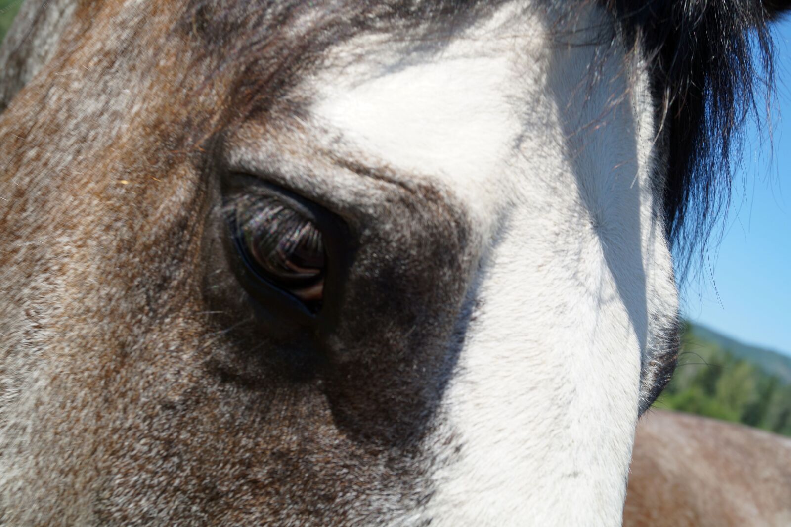Sony DT 18-55mm F3.5-5.6 SAM II sample photo. Horses photography