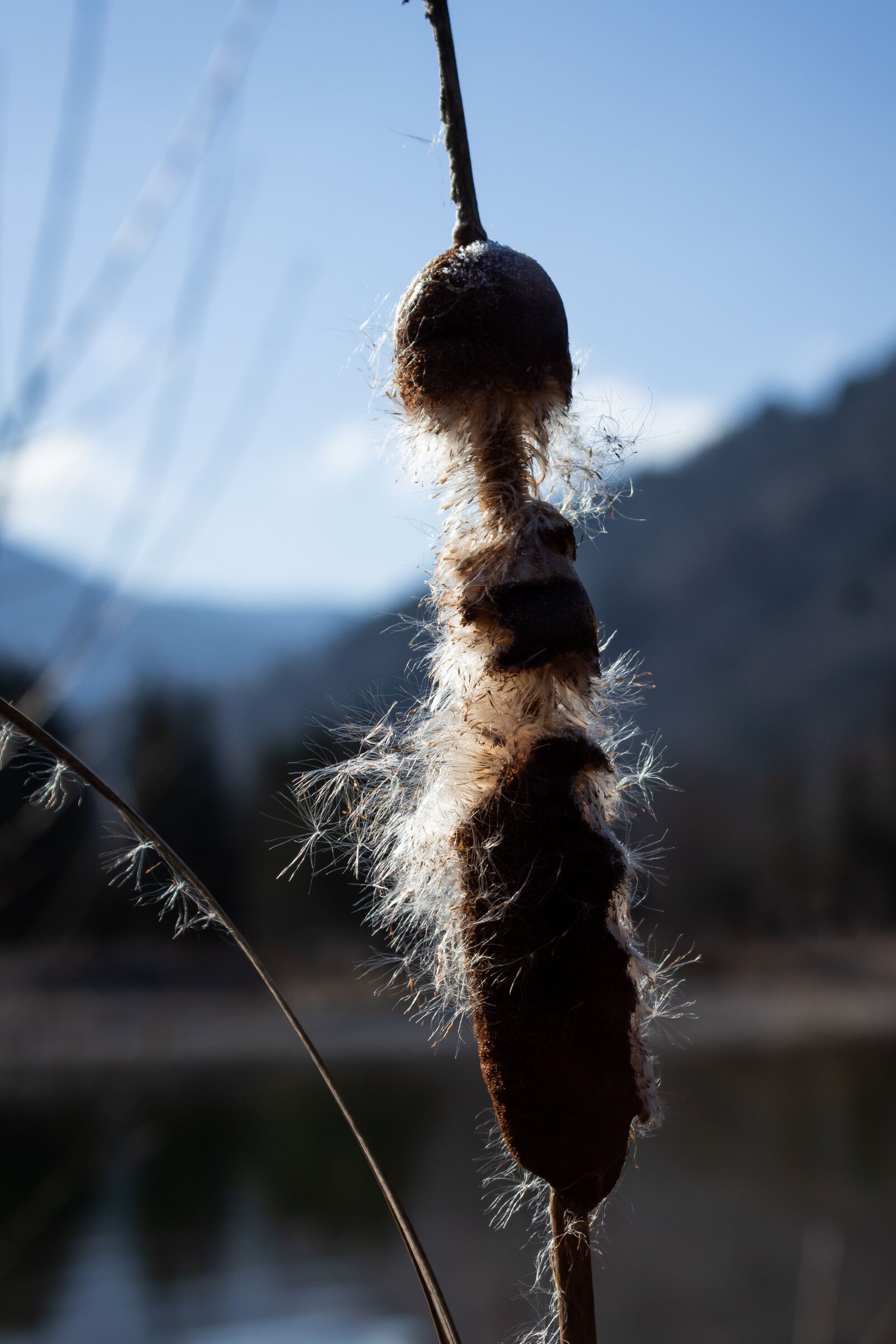 Canon EOS 1300D (EOS Rebel T6 / EOS Kiss X80) sample photo. Cattail, typha latifolia, plant photography