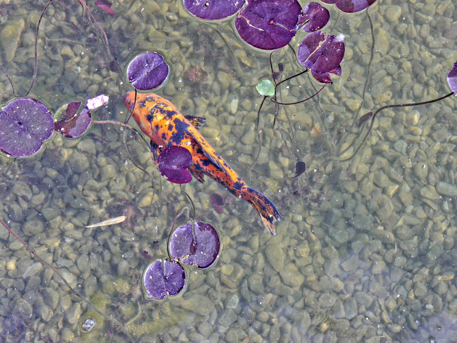 Panasonic Lumix DMC-G6 sample photo. Water, koi, fish photography