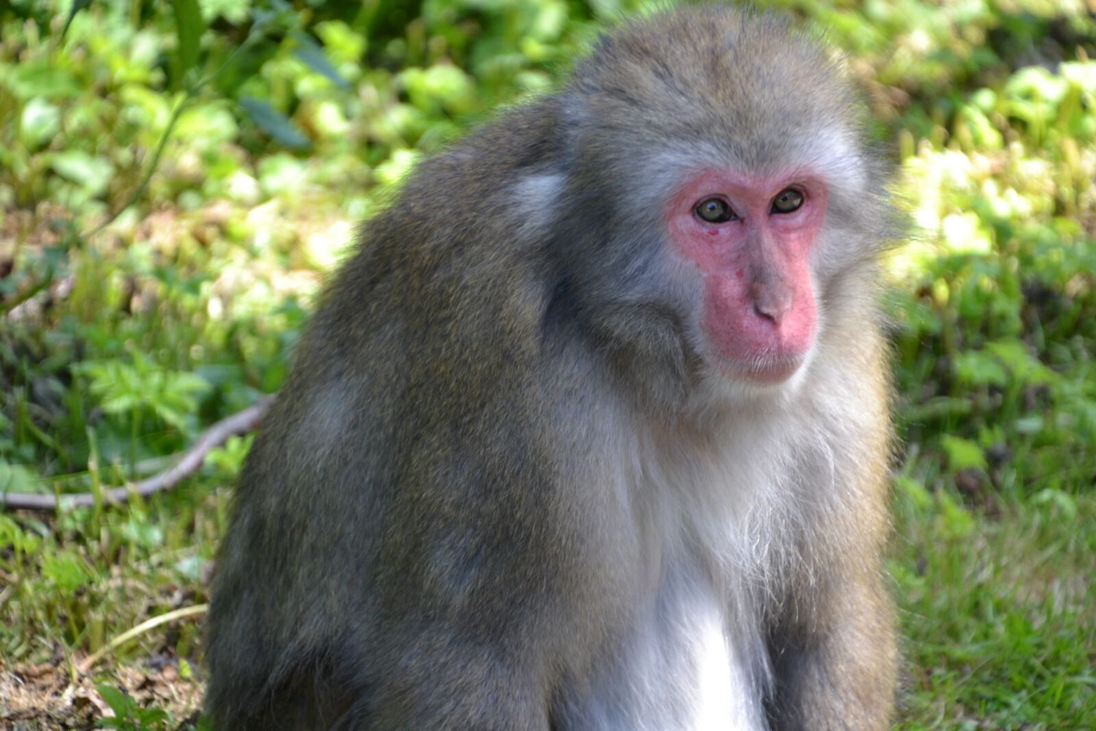 Nikon D3100 sample photo. Monkey, makake, view photography