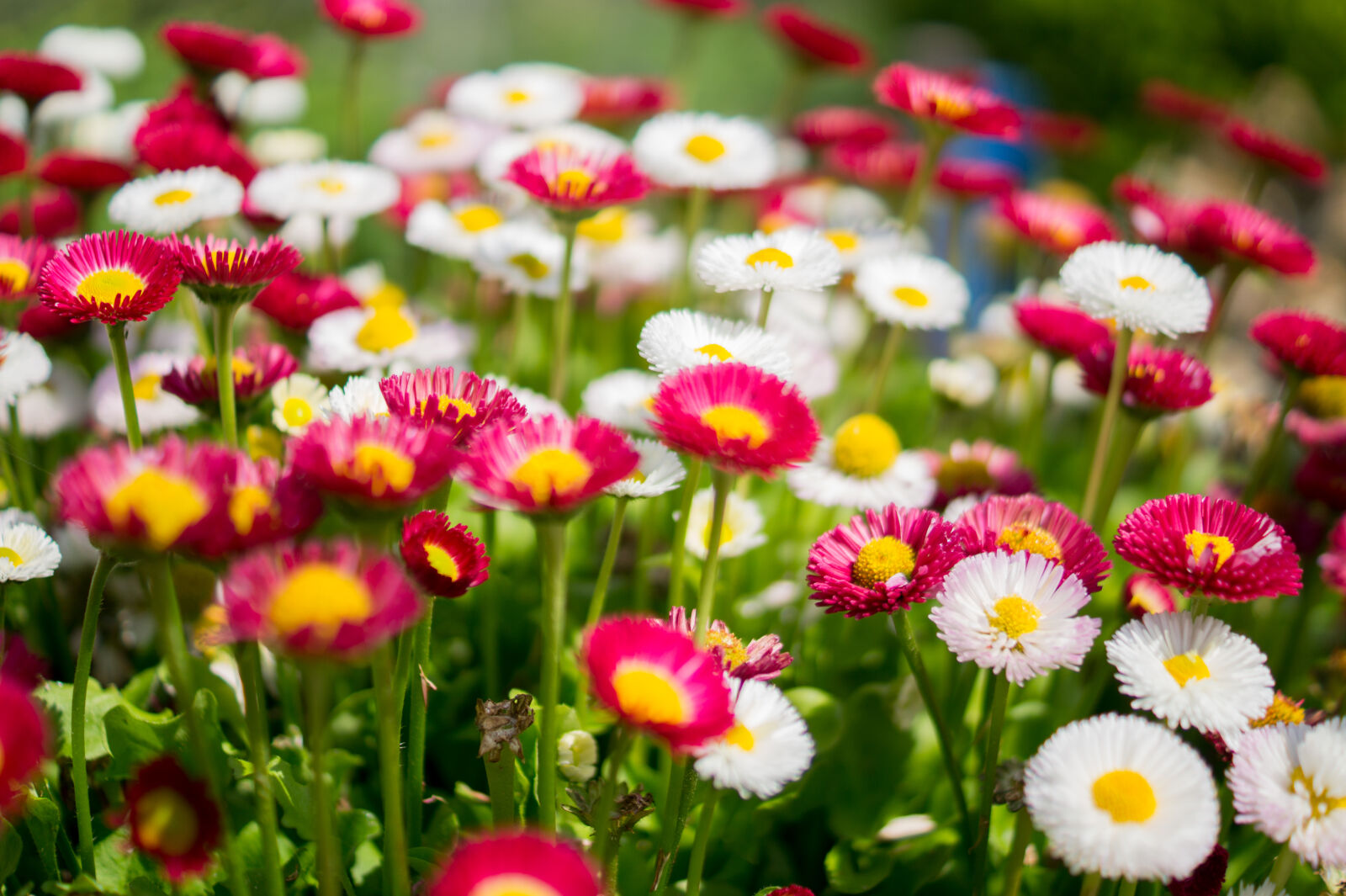 Sony DT 35mm F1.8 SAM sample photo. Summer, flowers photography