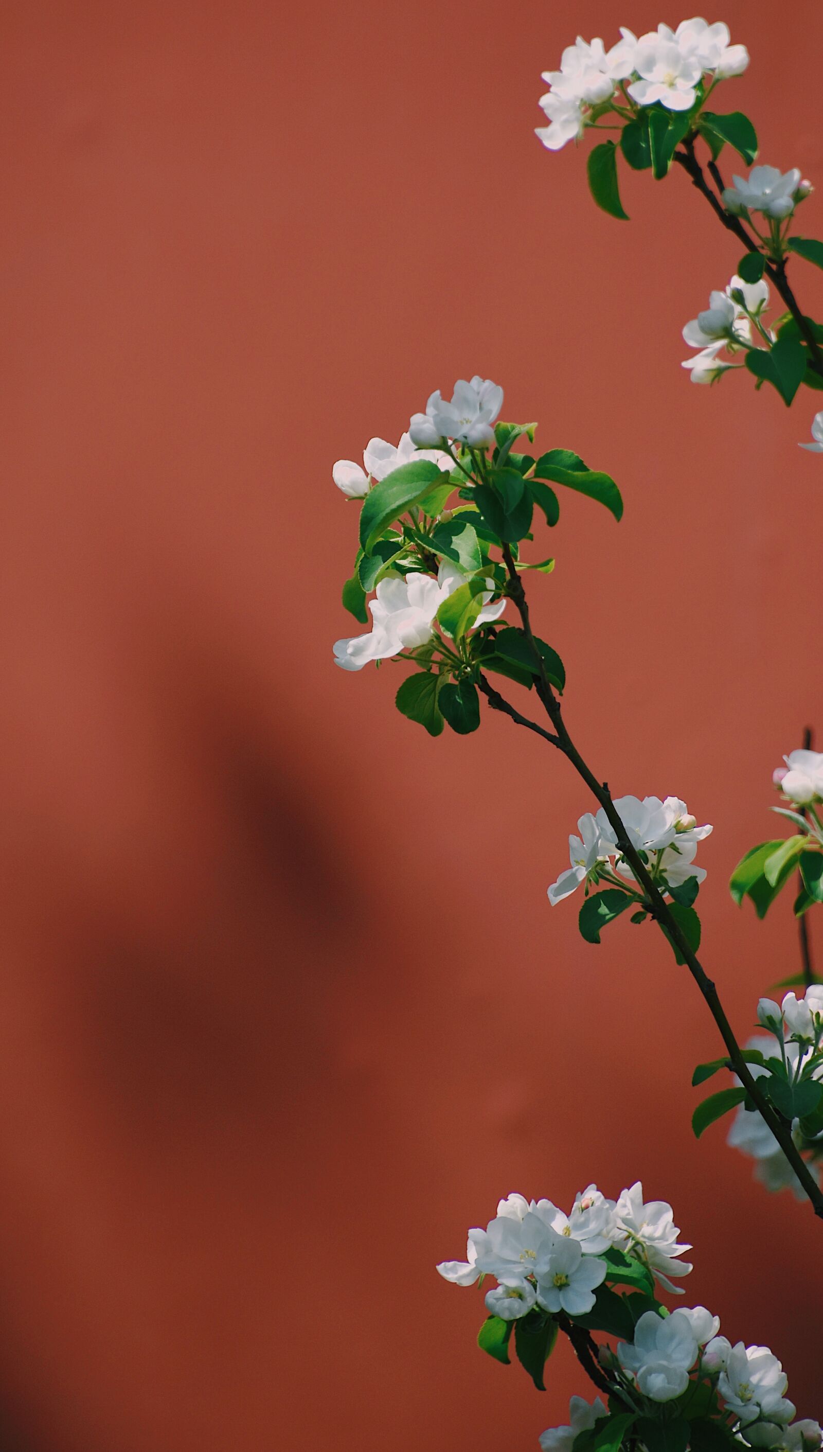 Nikon D7200 sample photo. Wall, flower, plant photography