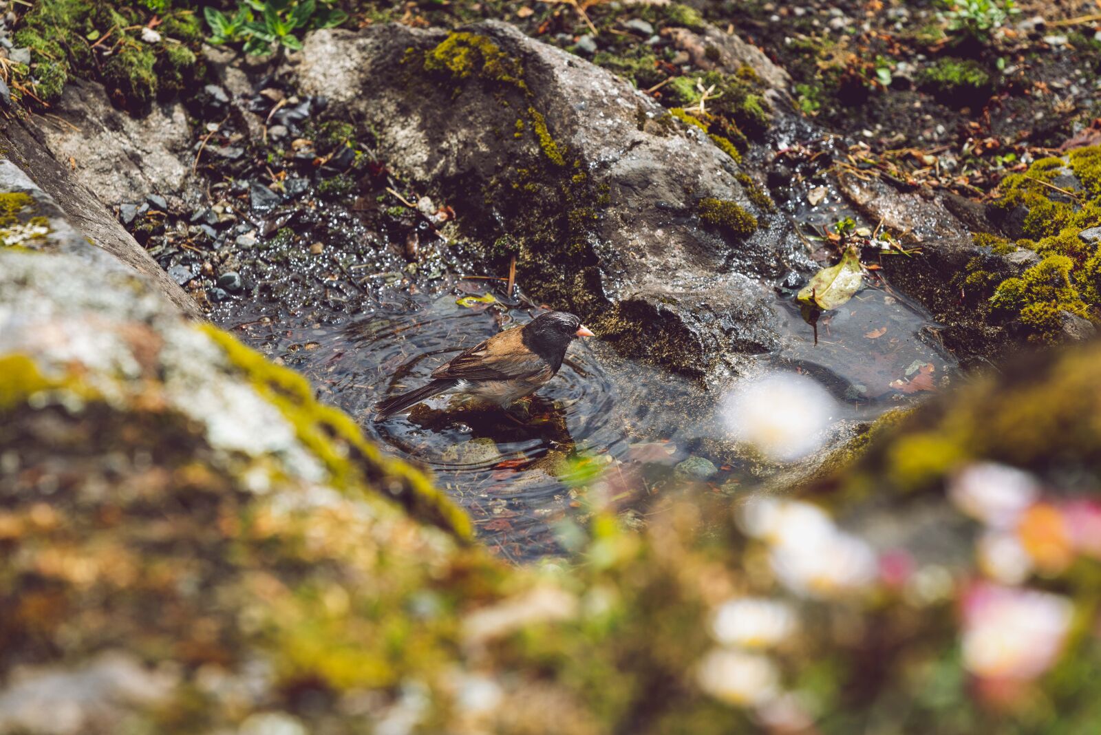Nikon D750 sample photo. Bird, bath, bathing photography