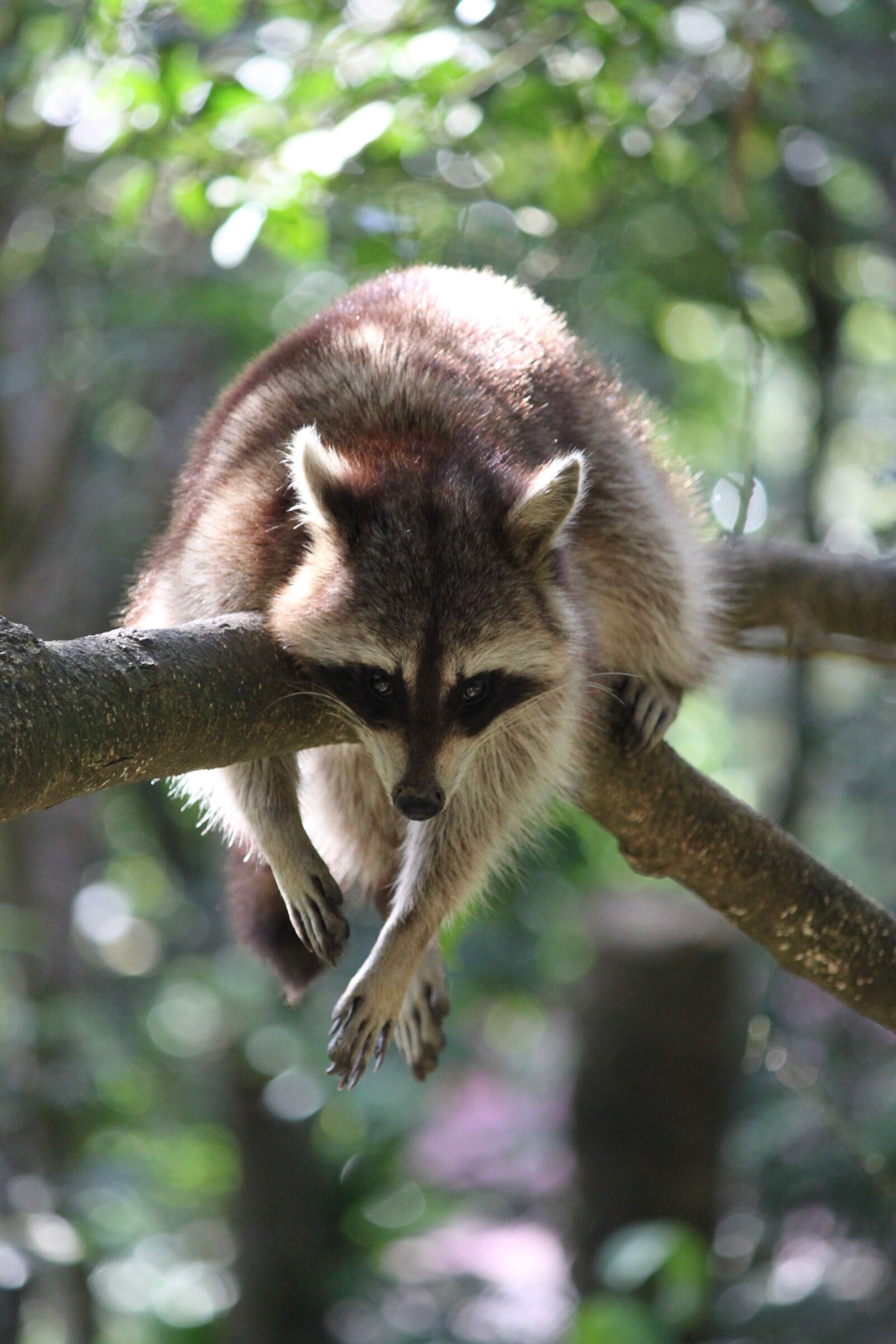 Canon EOS 500D (EOS Rebel T1i / EOS Kiss X3) sample photo. Zoo, guadeloupe, racoon photography
