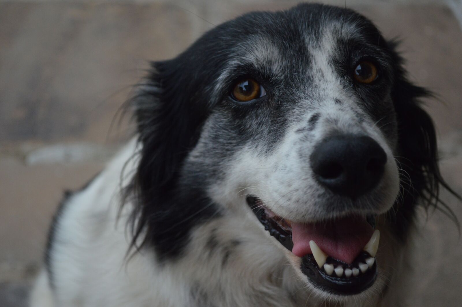 Nikon D3200 sample photo. Dog, animal, best friend photography