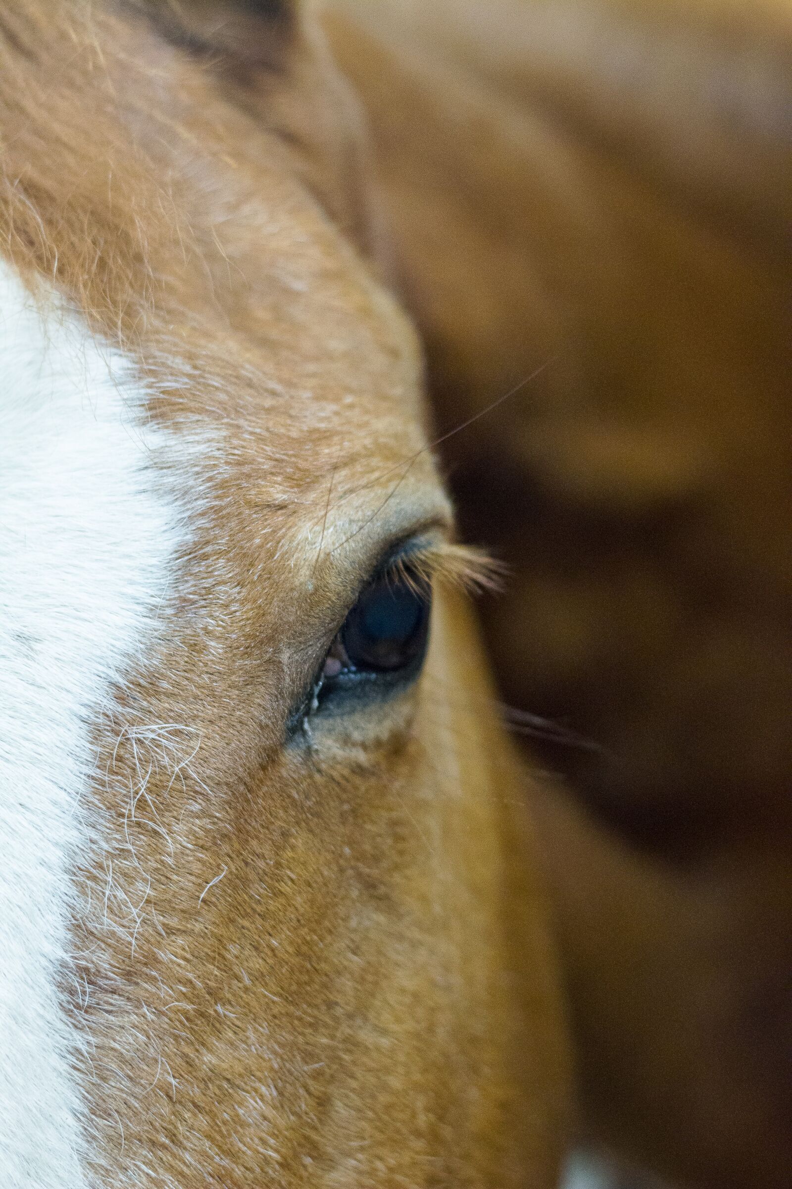 Canon EOS 70D + Canon EF 50mm F1.8 II sample photo. Horses, stables, equestrian photography