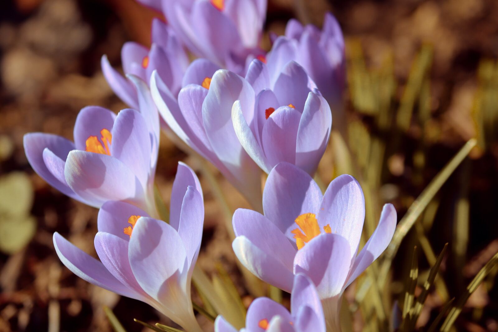Canon EOS 200D (EOS Rebel SL2 / EOS Kiss X9) sample photo. Crocus, spring, lenz photography