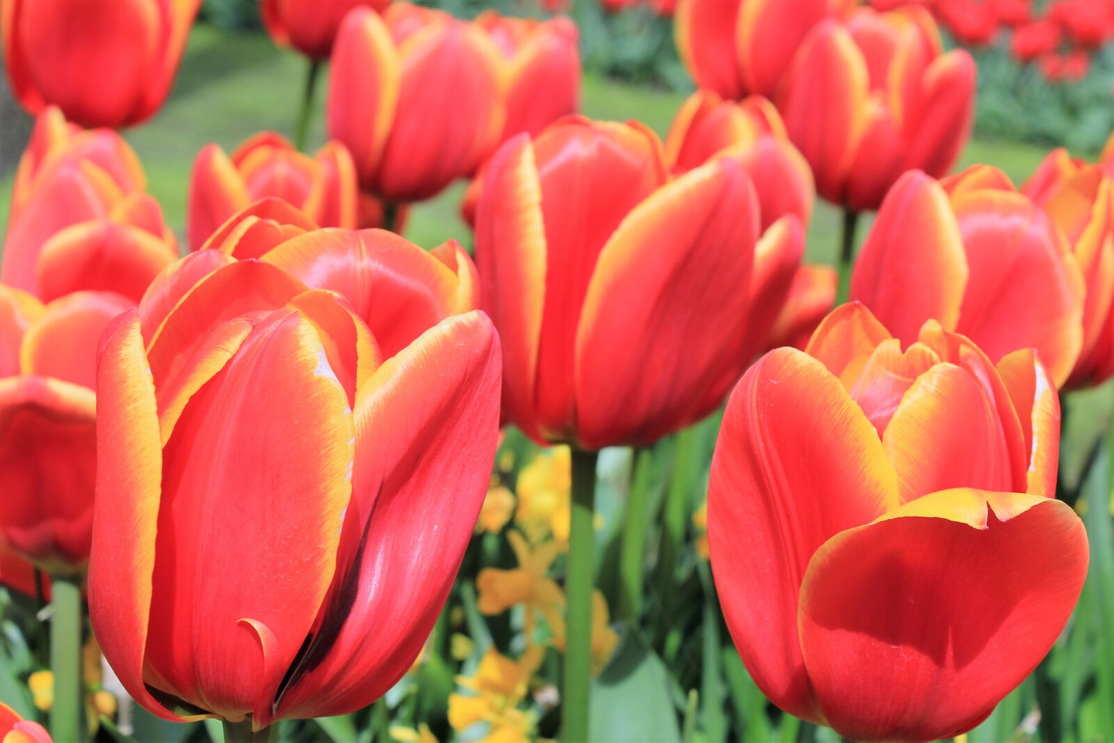 Canon EOS 550D (EOS Rebel T2i / EOS Kiss X4) sample photo. Tulips, flowers, handsomely photography