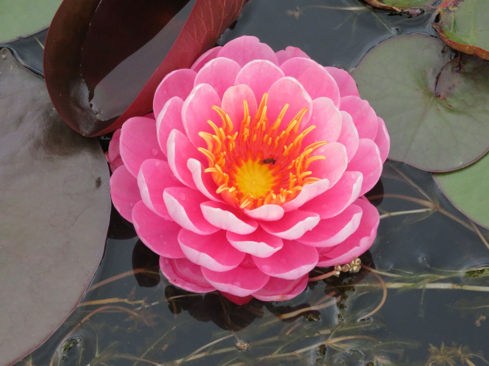Canon PowerShot SX540 HS sample photo. Waterlily, lily, pink photography