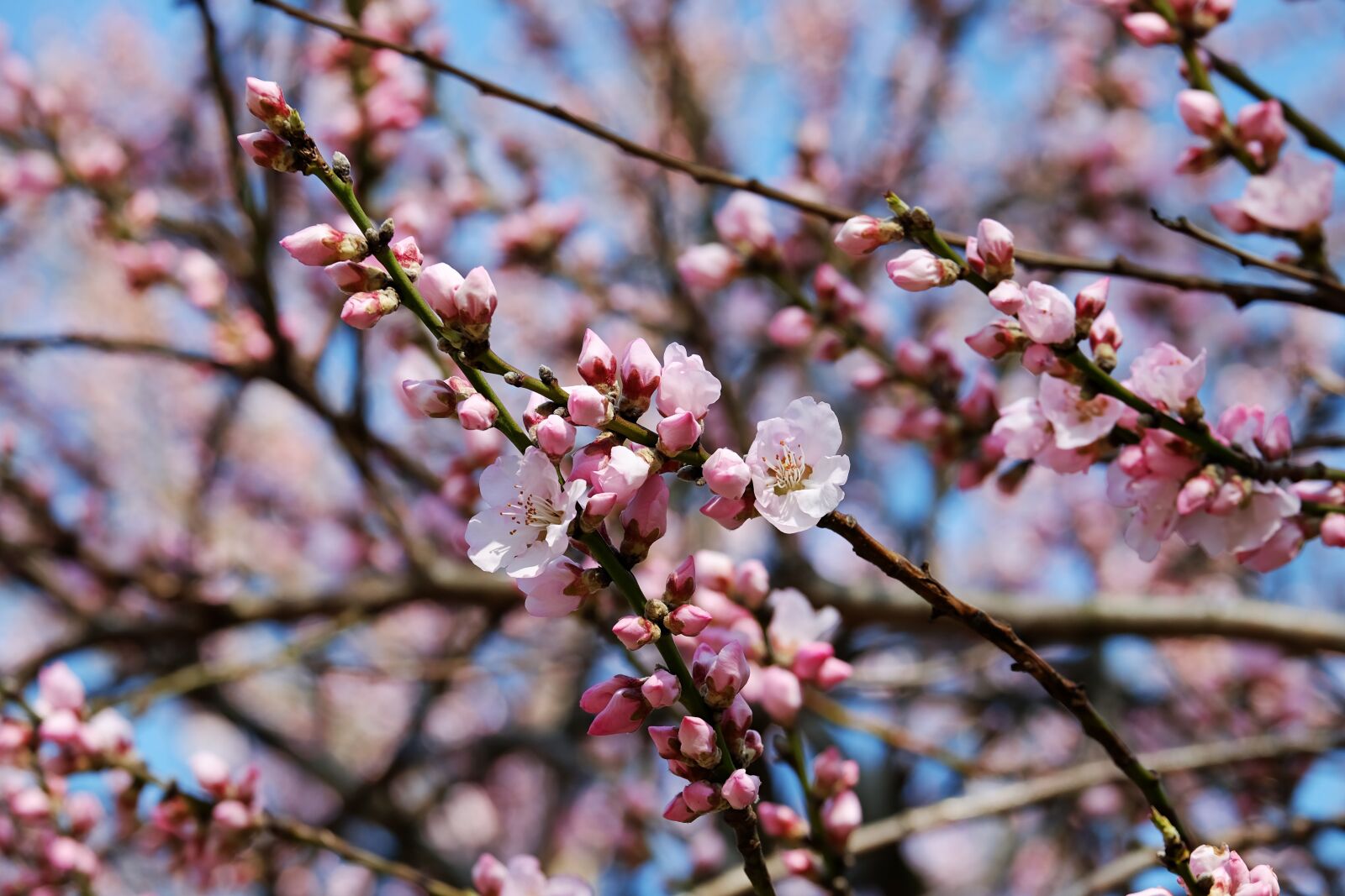 Fujifilm XF 55-200mm F3.5-4.8 R LM OIS sample photo. Japanese cherry trees, flowers photography