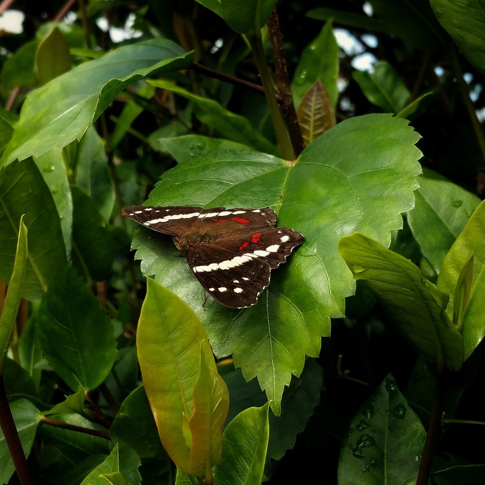 Samsung Galaxy Note4 sample photo. Butterfly, insect, wing's photography