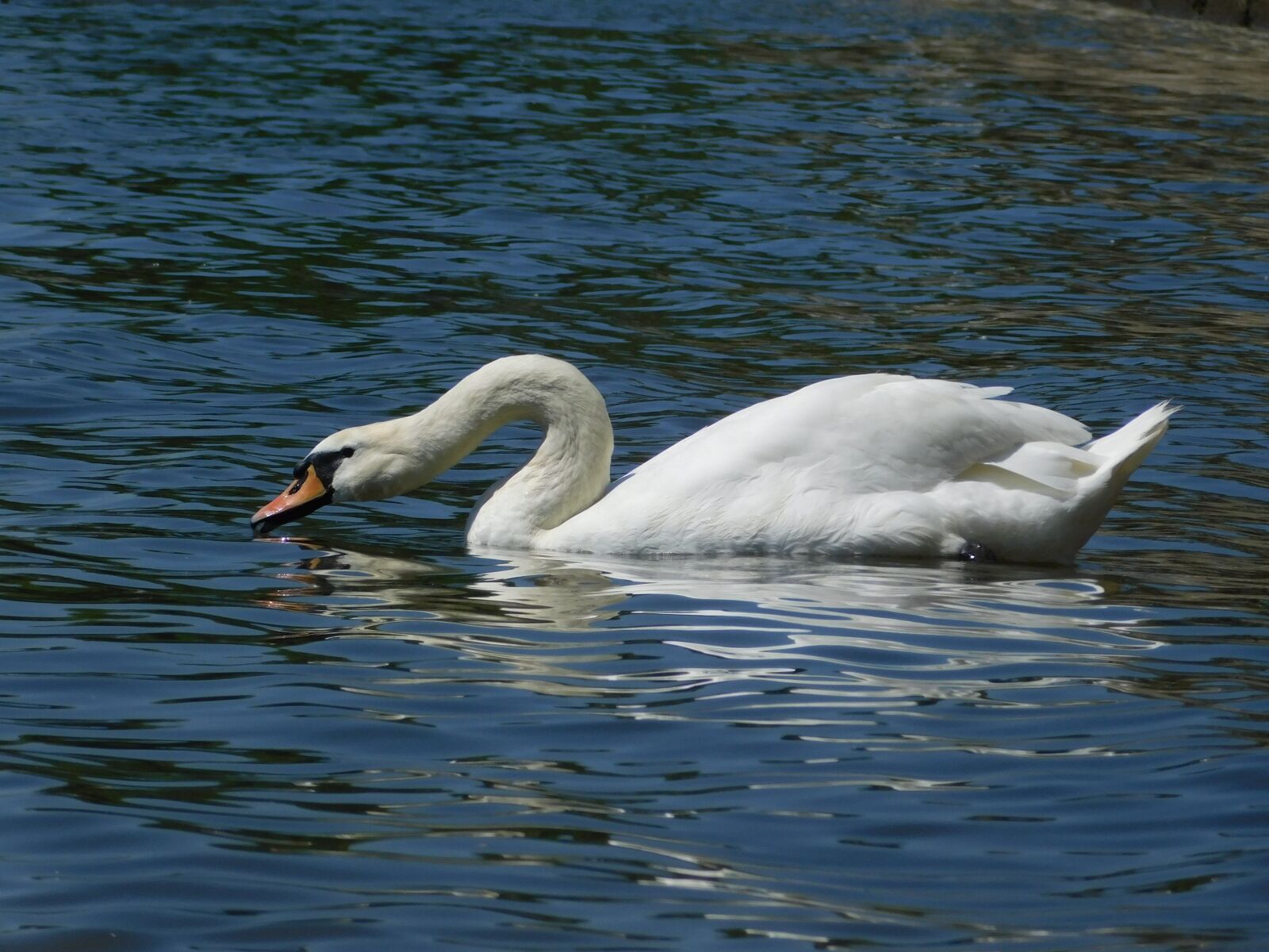 Nikon Coolpix B500 sample photo. Swan, wiesbaden, biebrich photography
