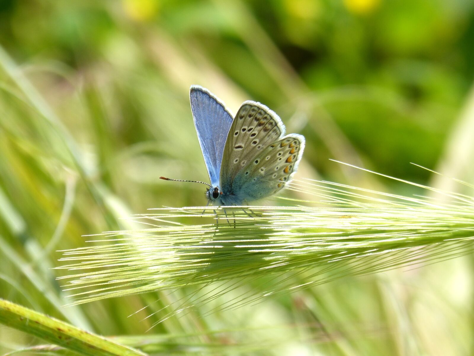 Panasonic DMC-FZ62 sample photo. Blue butterfly, blaveta, butterfly photography