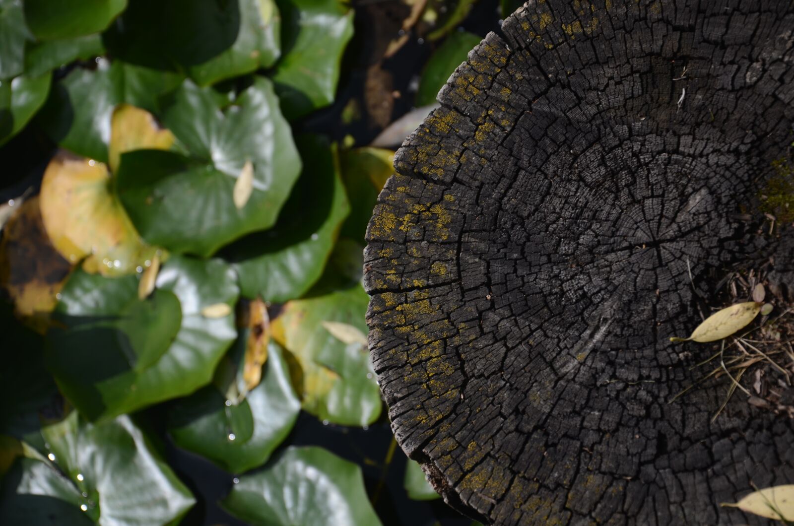 Nikon D5100 sample photo. Water lilies, water lily photography