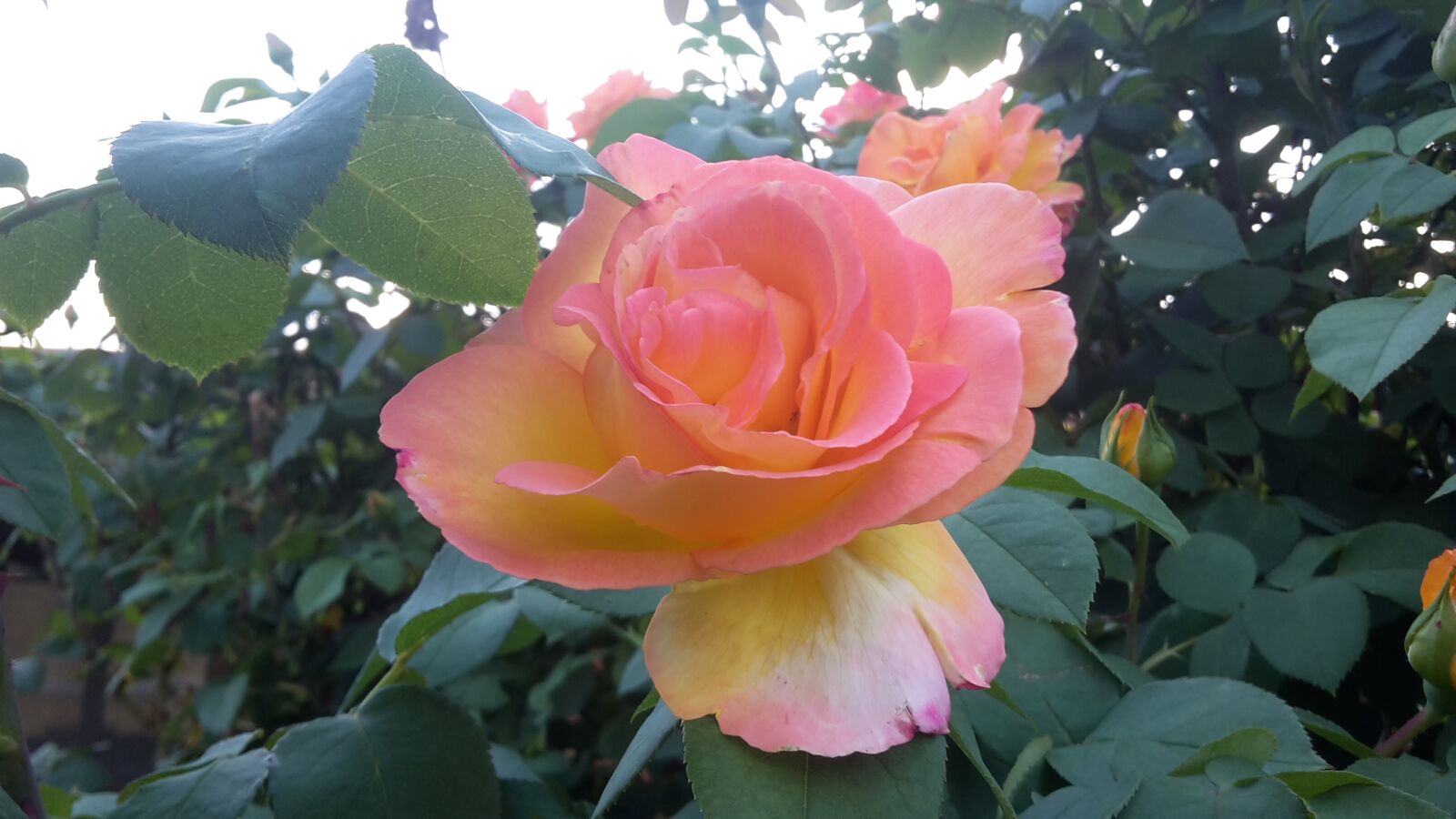 Samsung Galaxy S5 Mini sample photo. Flower, rosa, spring photography