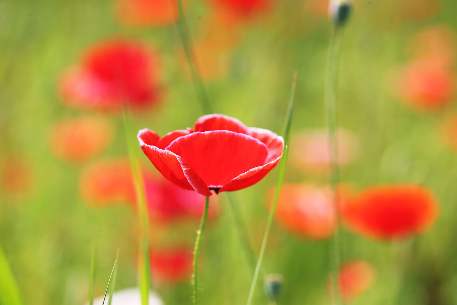 Canon EOS-1D X sample photo. Poppy flower community, red photography