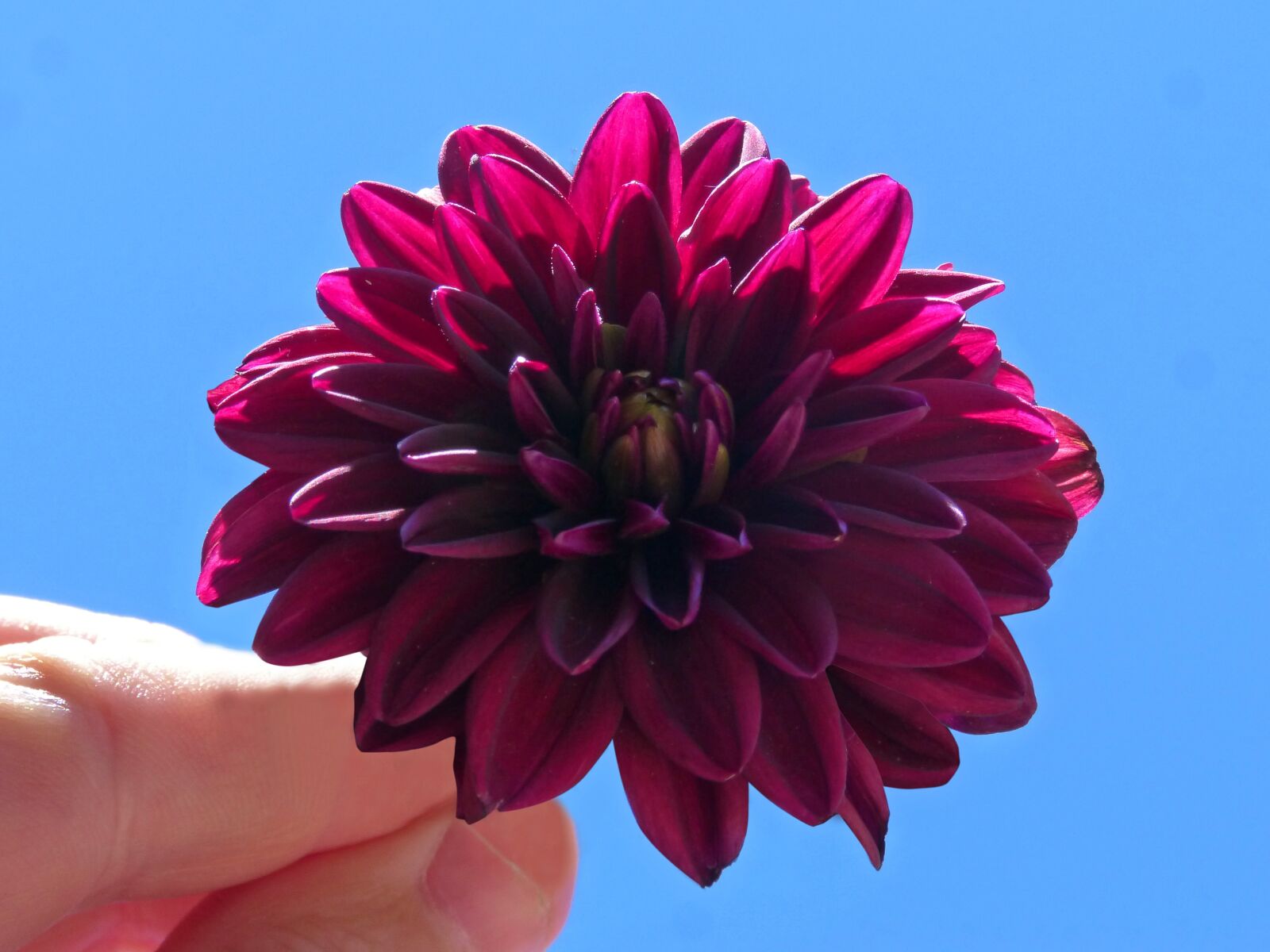Panasonic DMC-FZ62 sample photo. Dahlia purple, hand, flower photography
