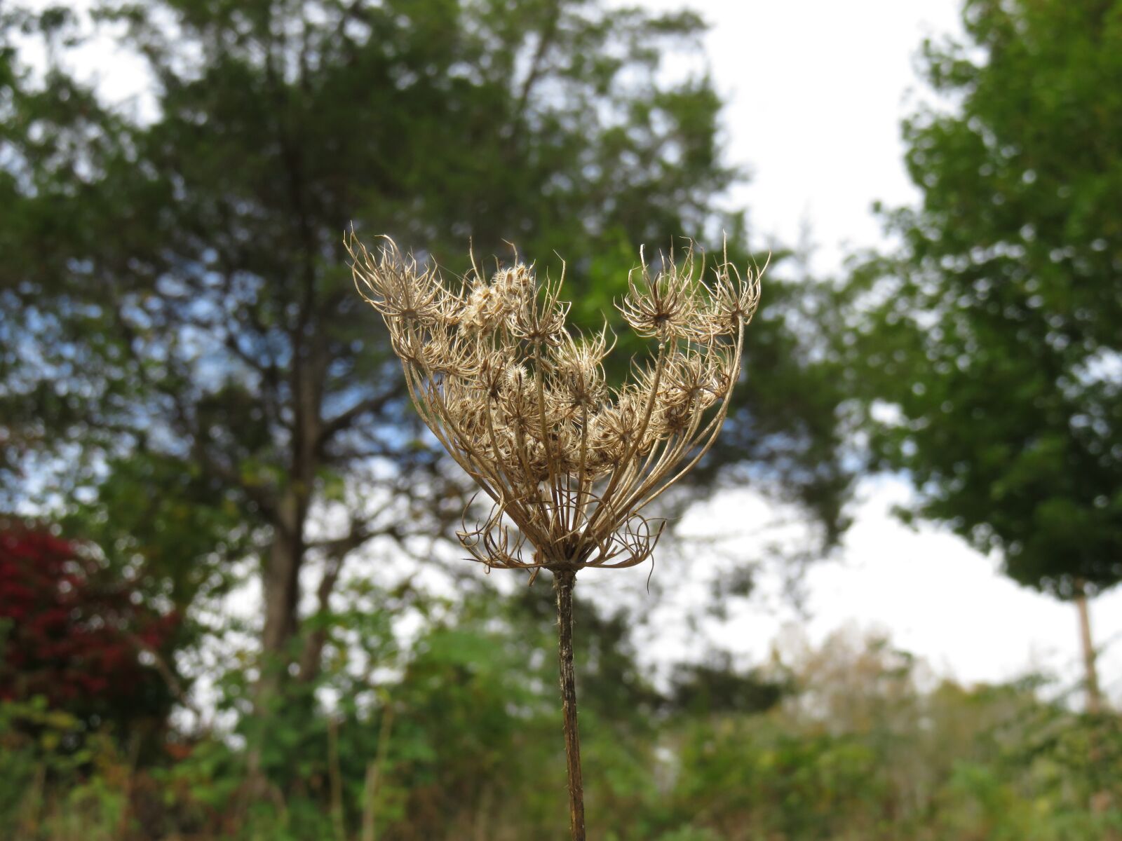 Canon PowerShot SX710 HS sample photo. Fall, plant, autumn photography