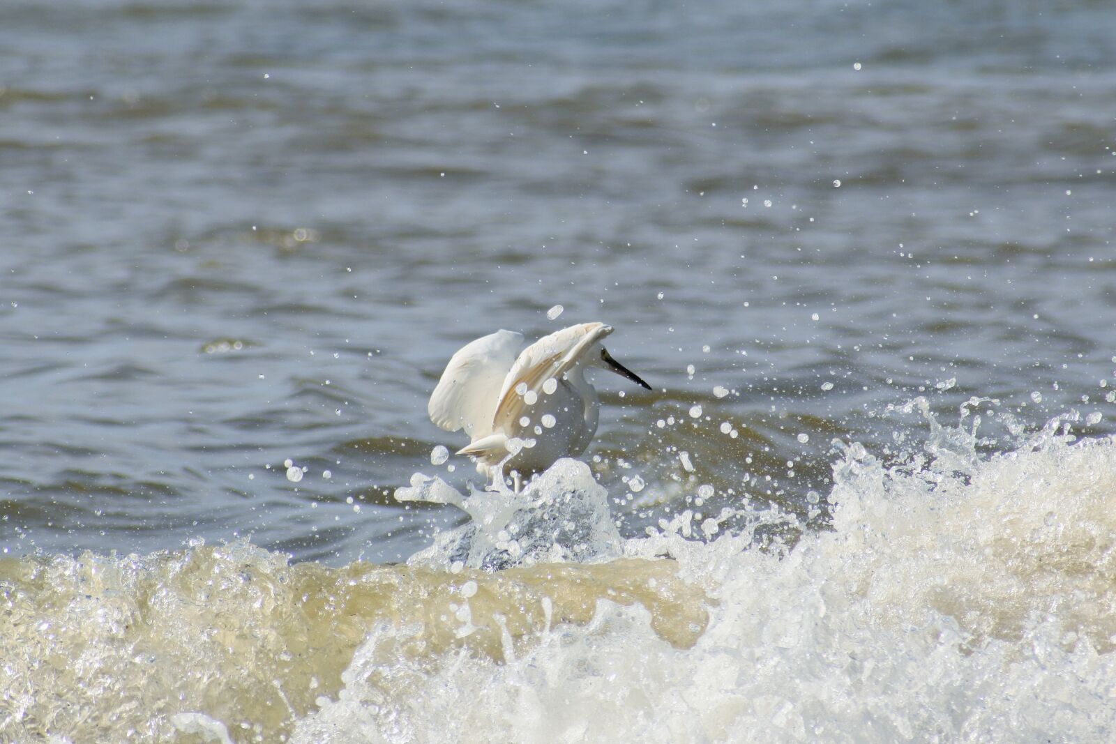VR 70-300mm f/4.5-6.3G sample photo. Animal, sea, river photography