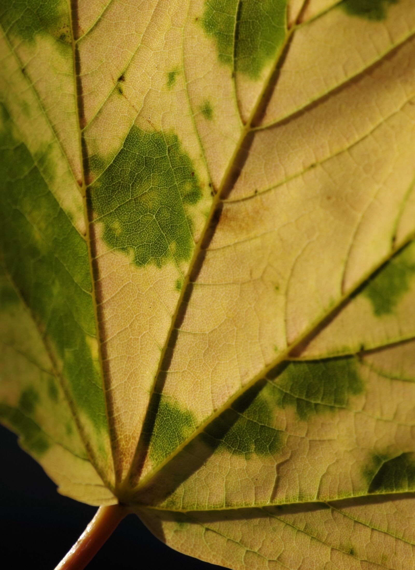 Pentax K-30 sample photo. Leaf, autumn, chlorophyll photography