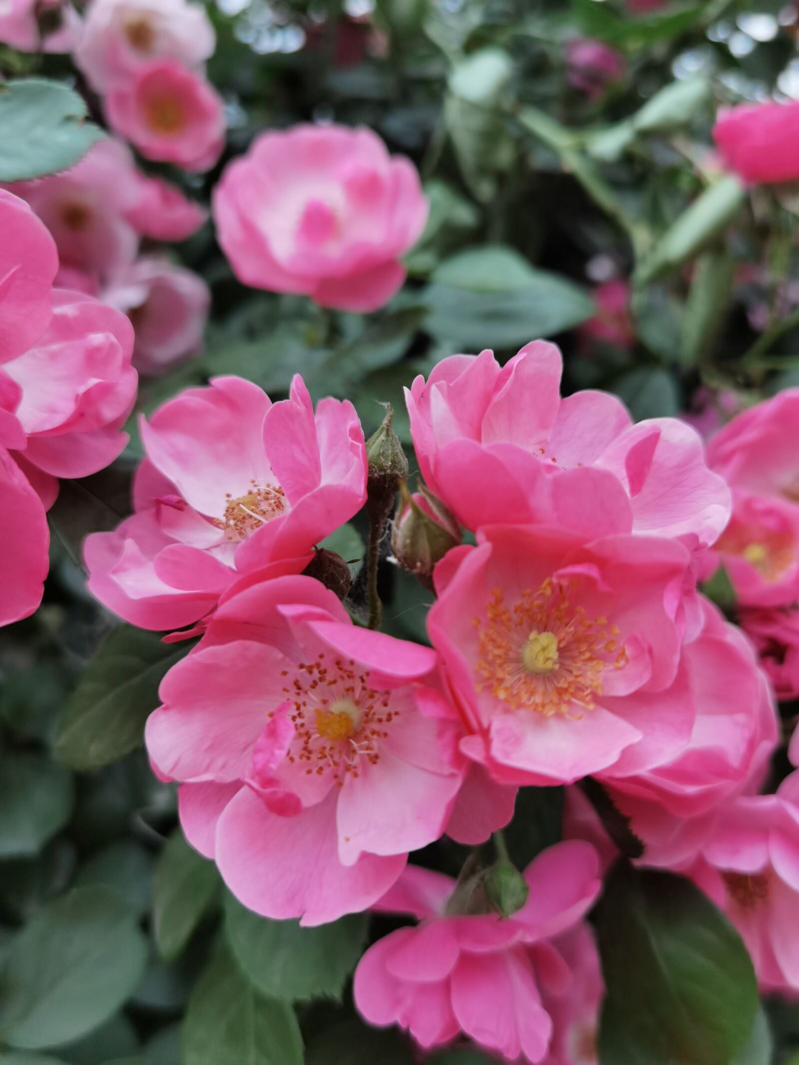 HUAWEI ELS-AN00 sample photo. Roses, rose, flower photography