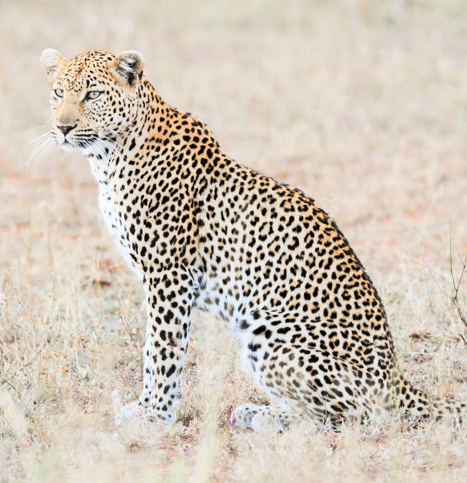 Nikon D7100 sample photo. Leopard, africa, safari photography
